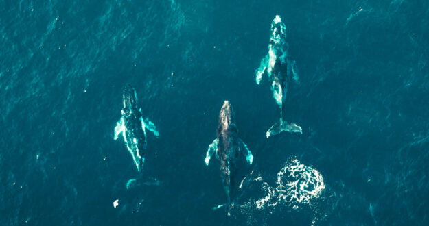 Three whales from above