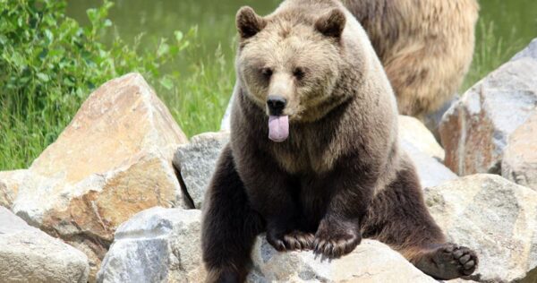 A brown bear sitting on rocks with its tongue sticking out, surrounded by greenery and another bear partially visible in the background.