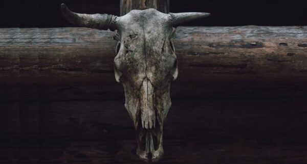 A weathered cow skull with horns is mounted on a dark wooden beam.