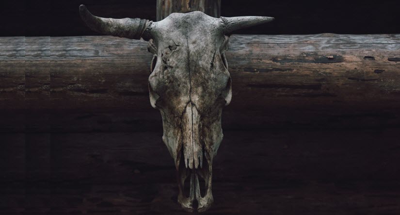 A weathered cow skull with horns is mounted on a dark wooden beam.