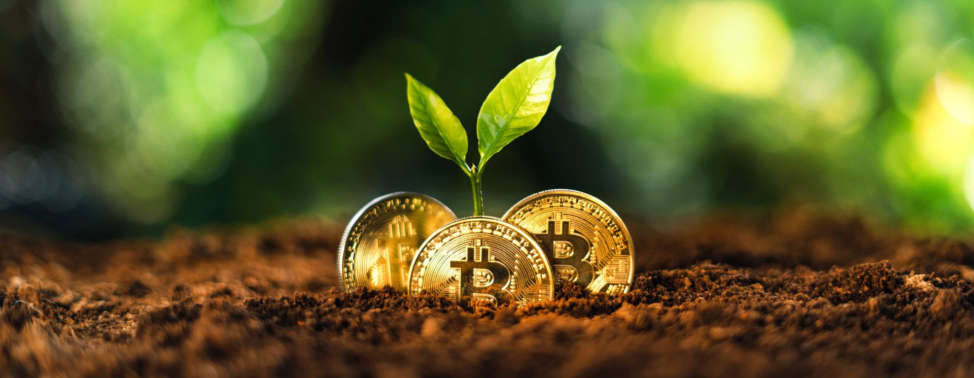Three gold Bitcoin coins partially embedded in soil, with a small green plant sprouting between them, symbolizing growth and investment in cryptocurrency, against a blurred natural background.