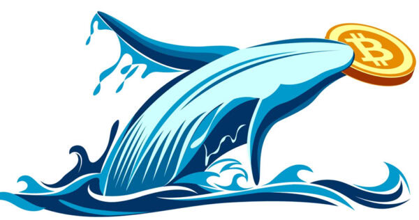 Illustration of a whale leaping from the water while holding a gold Bitcoin coin in its mouth.