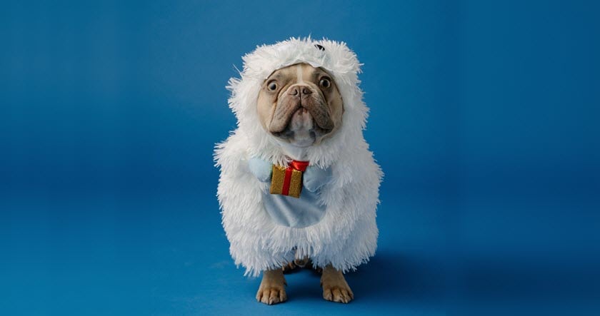 A dog wearing a fluffy, white costume with a red ribbon and small present sits against a solid blue background.
