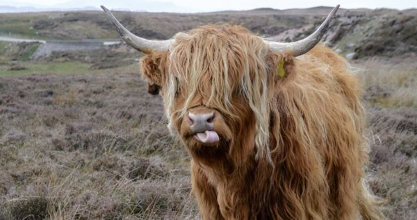 A Highland cow with long shaggy hair and large curved horns stands in a grassy field, sticking its tongue out.