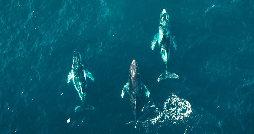 Three whales swim close together near the ocean surface, seen from above in clear blue water.